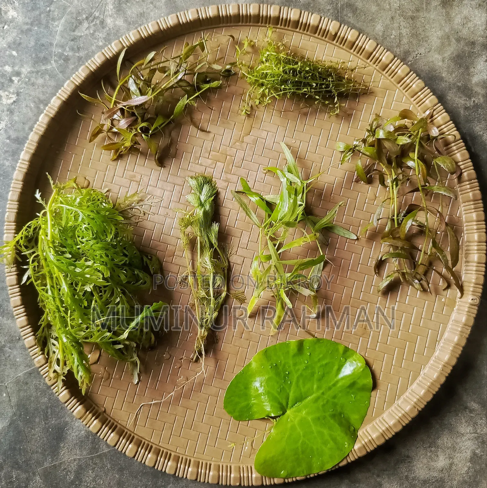 7 Types of Aquarium Plants for Only 200 Taka.