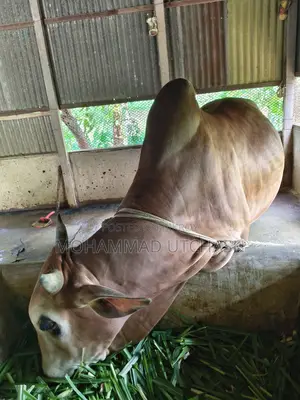 Cow for Qurbani