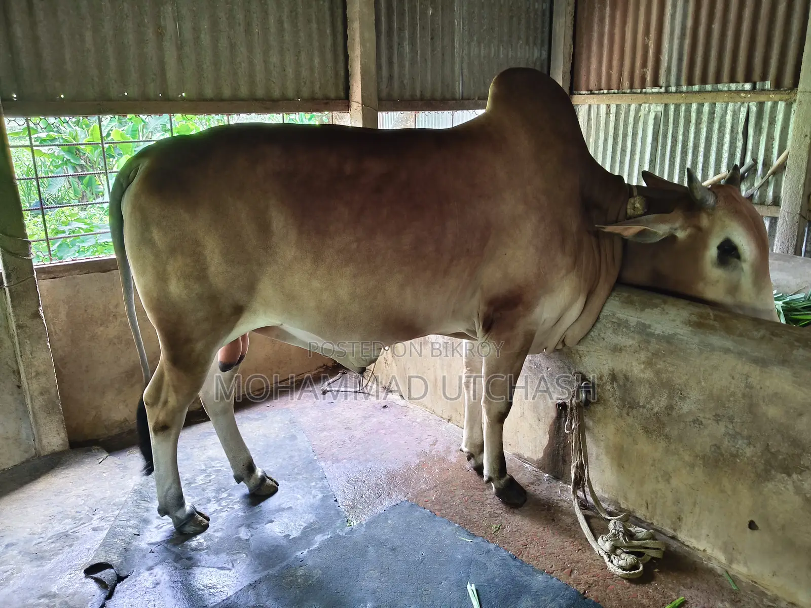 Cow for Qurbani