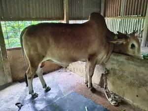 Cow for Qurbani