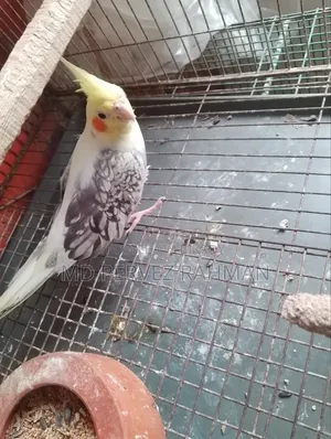 Cockatiel Pair