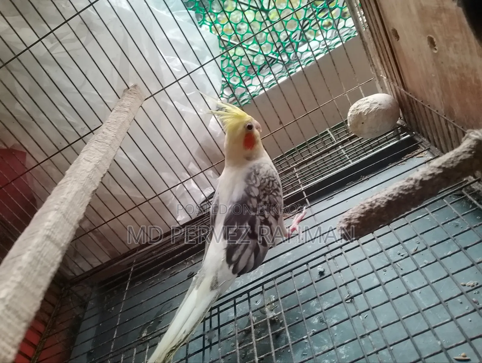 Cockatiel Pair