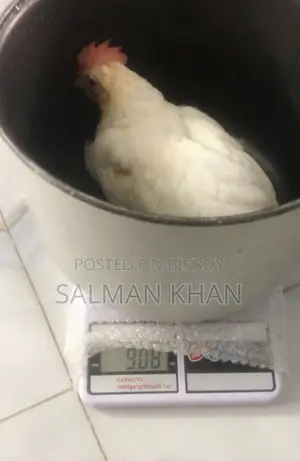 White Layer Chicken