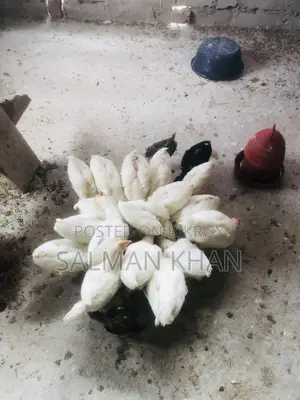 সাদা লেয়ার মুরগী