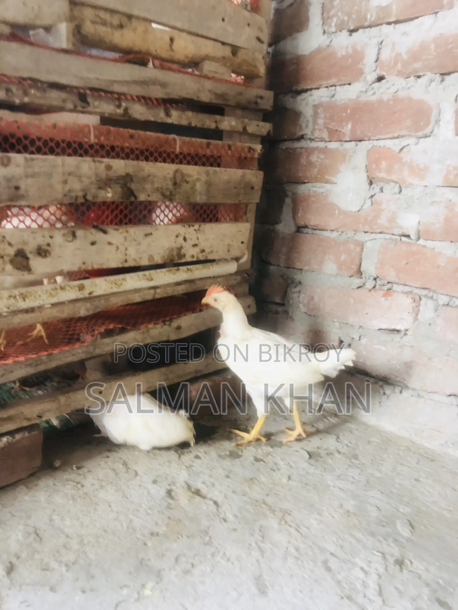 White Layer Chicken