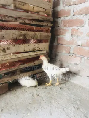 White Layer Chicken