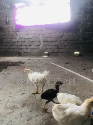 White Layer Chicken