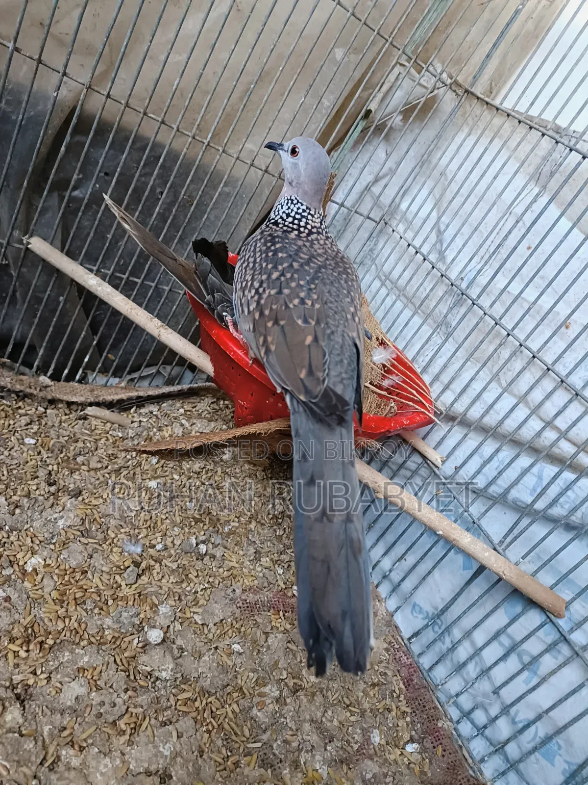 Dove Bird