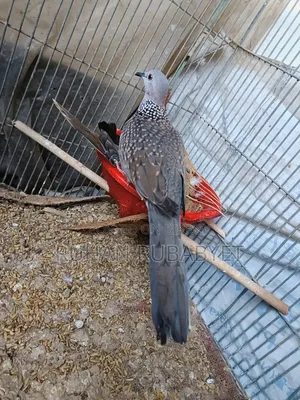 Dove Bird