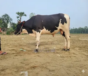 This massive cow is for sale