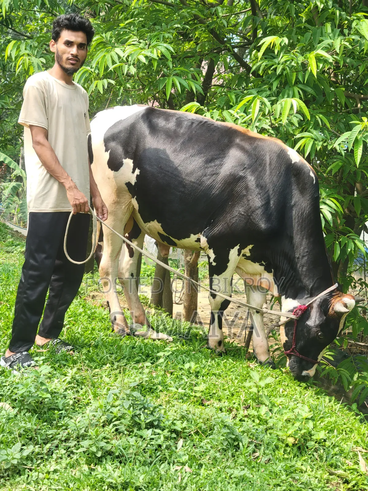 This massive cow is for sale