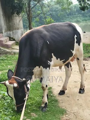 This massive cow is for sale