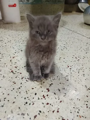 1-3 Months Female Purebred Persian