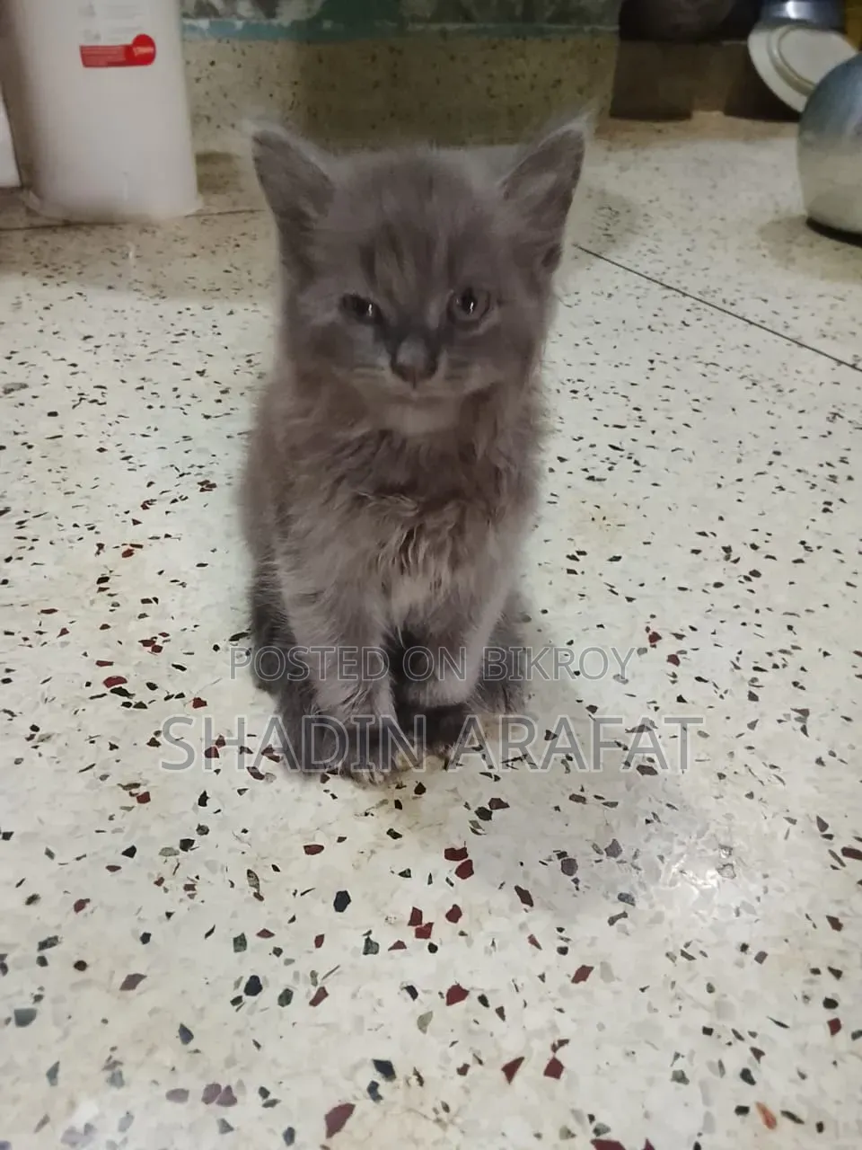 1-3 Months Female Purebred Persian