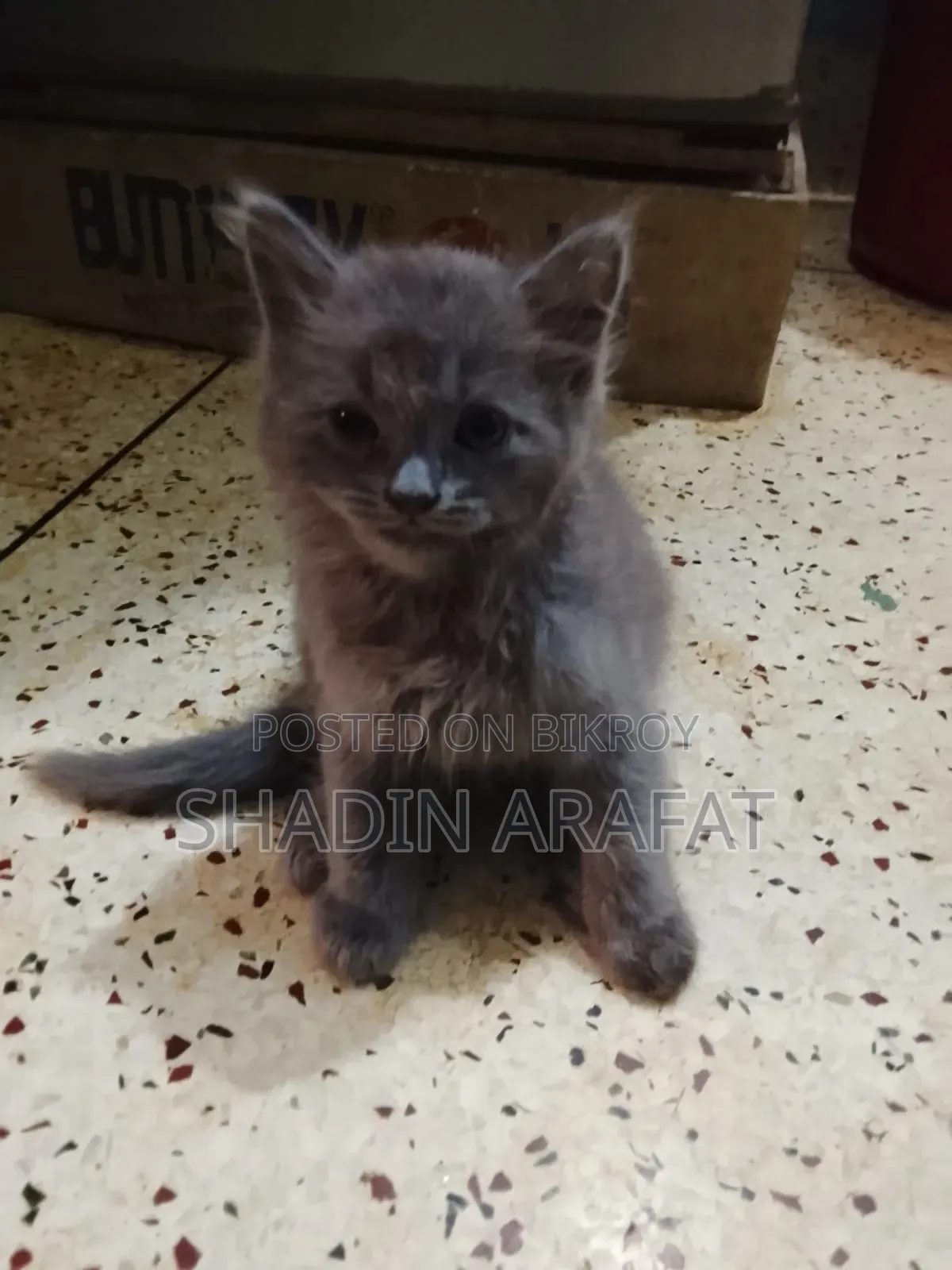 1-3 Months Female Purebred Persian
