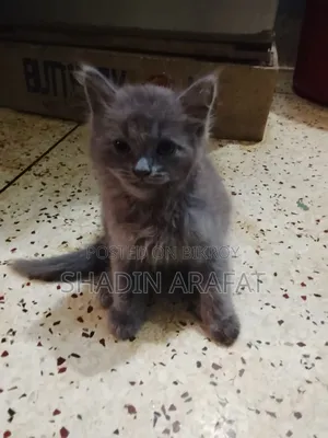 1-3 Months Female Purebred Persian