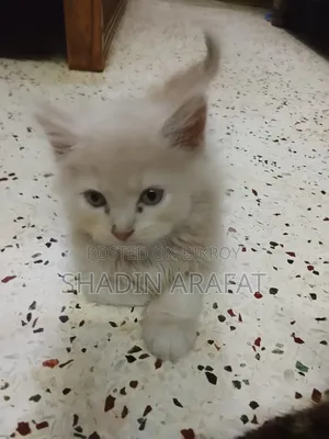 1-3 Months Female Purebred Persian