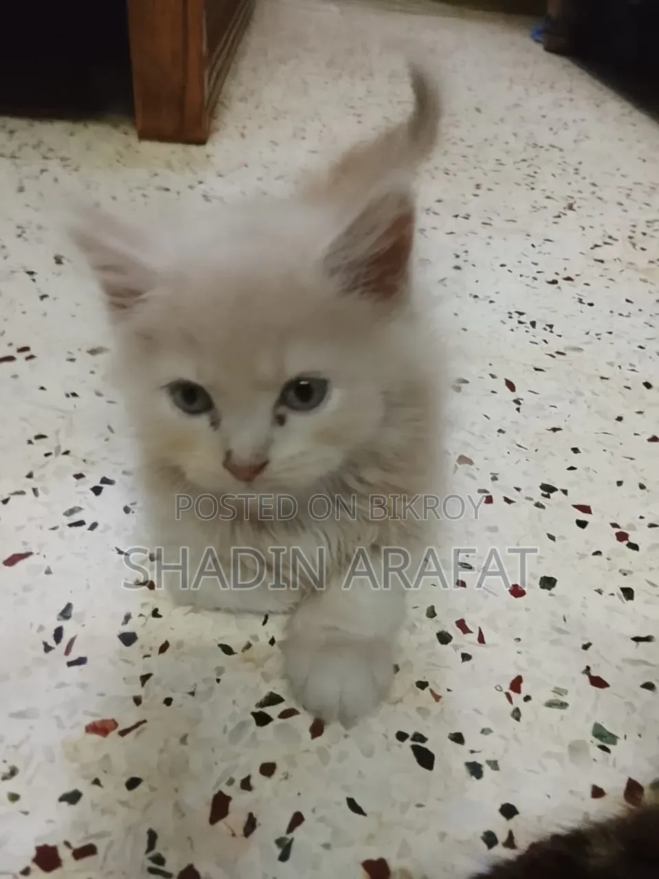 1-3 Months Female Purebred Persian