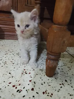 1-3 Months Female Purebred Persian