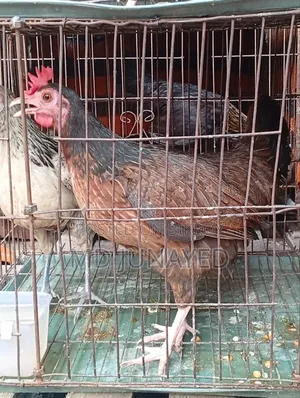 দেশি মুরগি