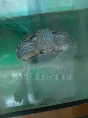 ফুল অ্যাকোয়ারিয়াম সেটআপ + বড় কচ্ছপ