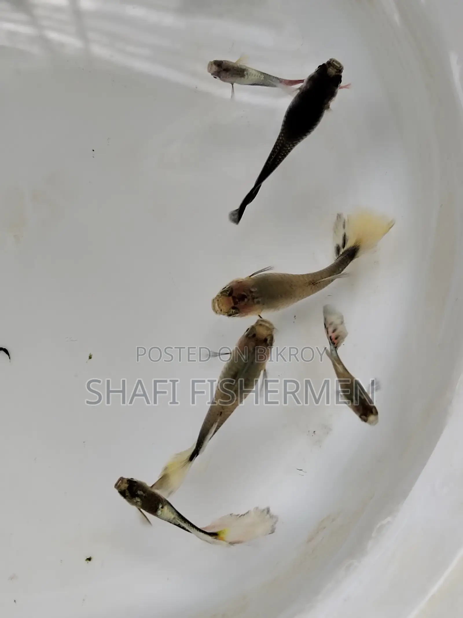 Guppy Santa Fish. Home Grown High Quality.