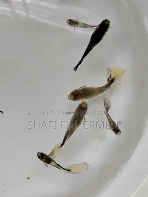 Guppy Santa Fish. Home Grown High Quality.
