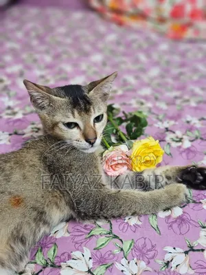 ১-৩ মাসের পুরুষ বিশুদ্ধ জাতের বিড়াল