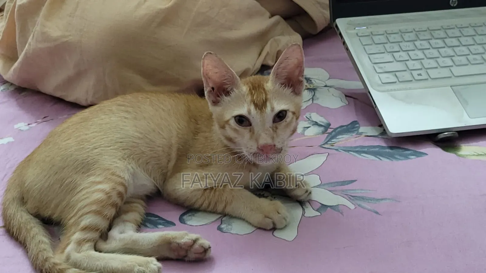 1-3 Months Male Purebred Cat