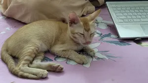 1-3 Months Male Purebred Cat