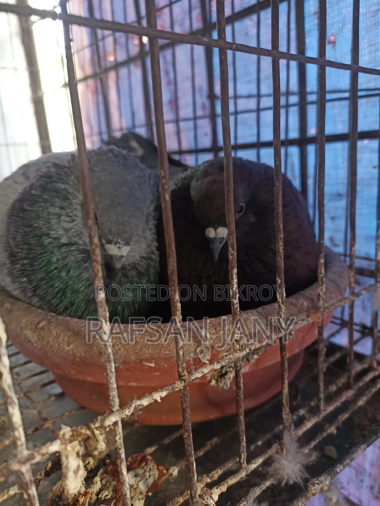 রানিং জুতা