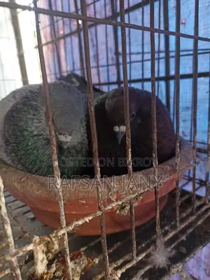 রানিং জুতা