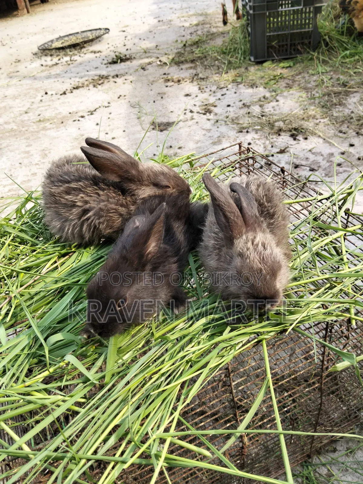 Selling some rabbit kits