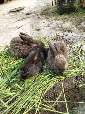Selling some rabbit kits