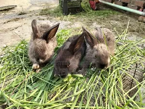 Selling some rabbit kits