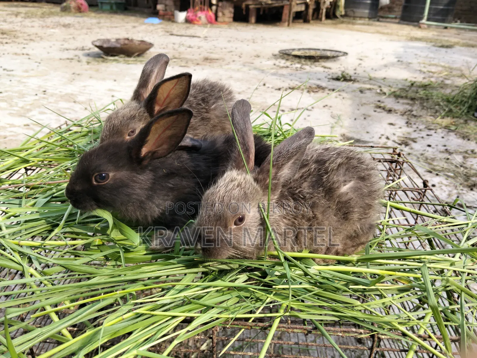 Selling some rabbit kits