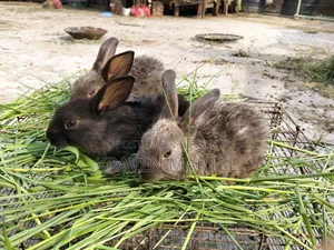 Selling some rabbit kits