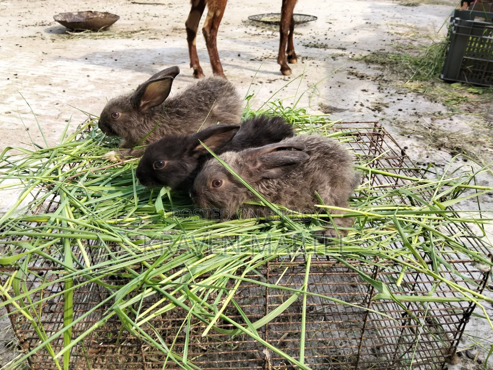 Selling some rabbit kits