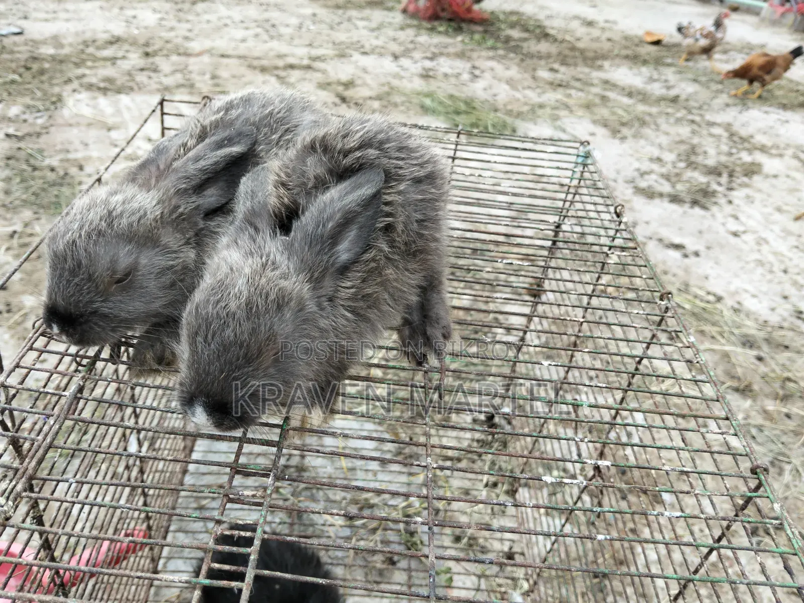 Selling some rabbit kits