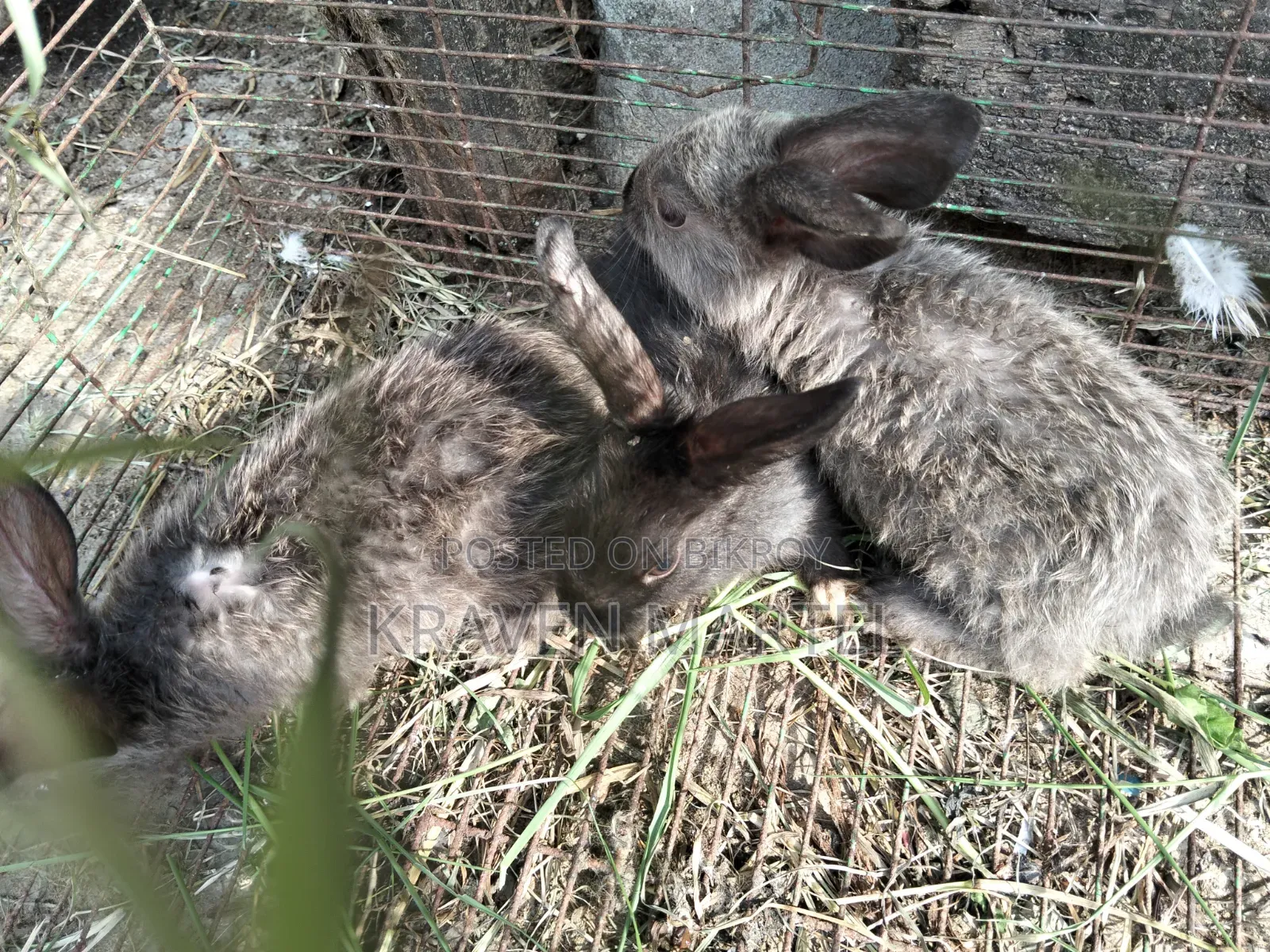 Selling some rabbit kits