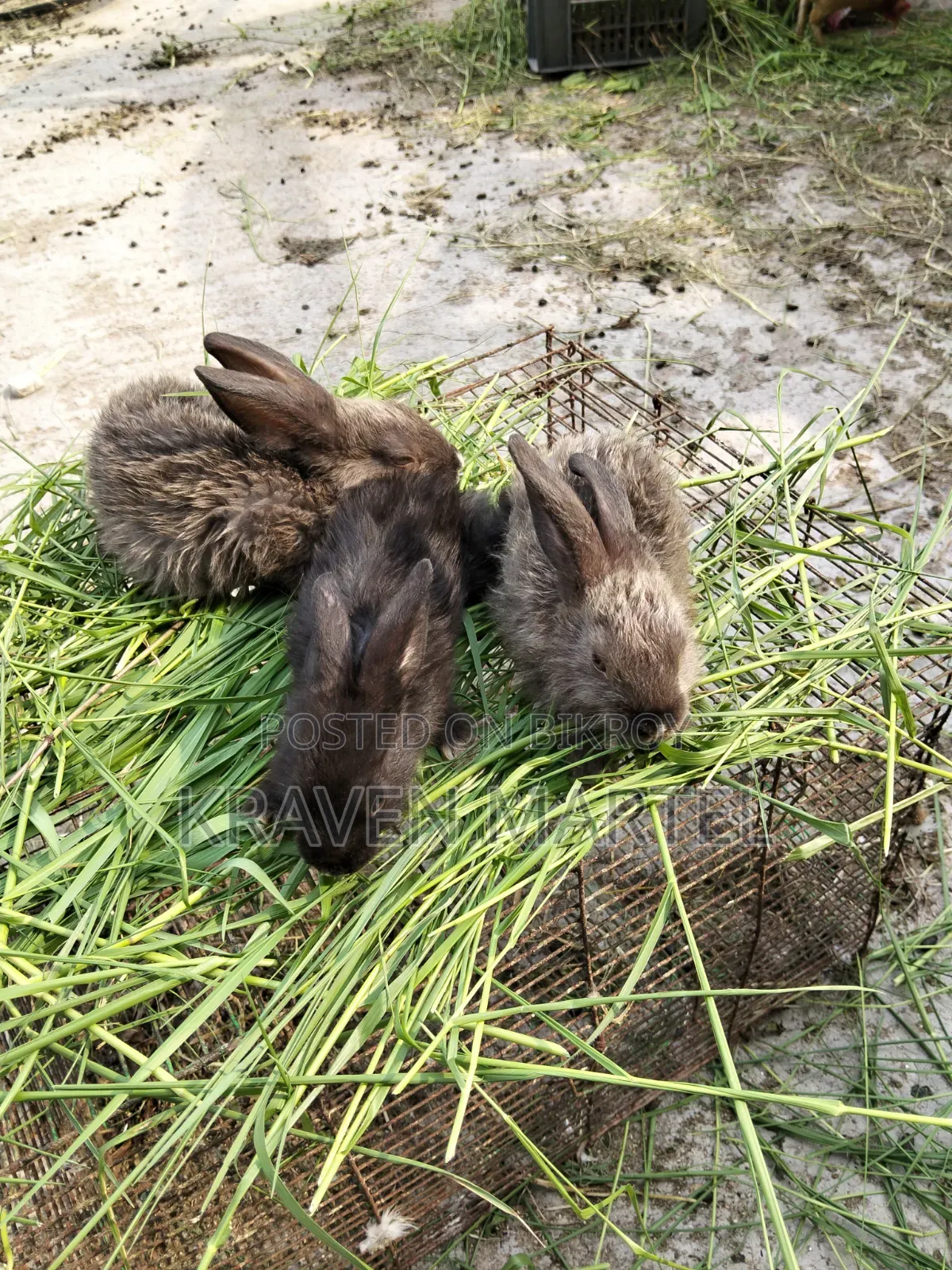 Selling some rabbit kits