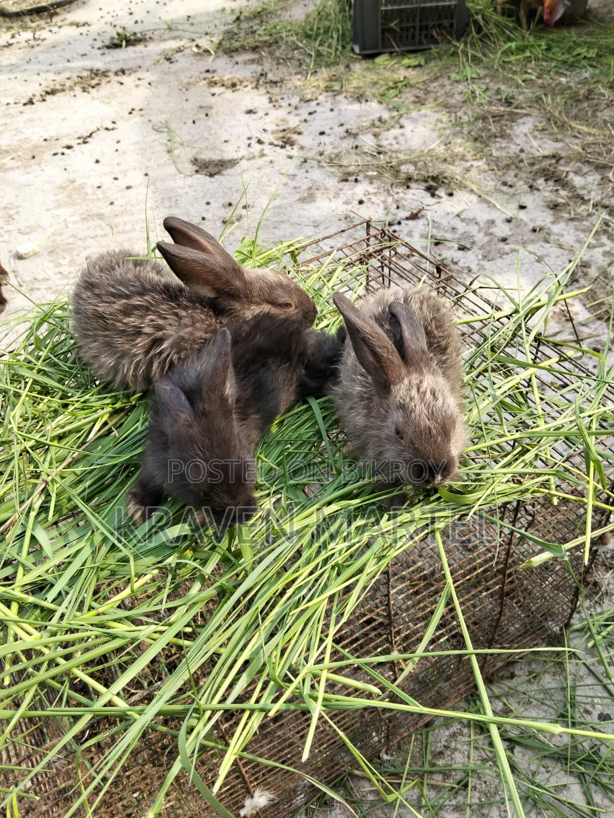 Selling some rabbit kits