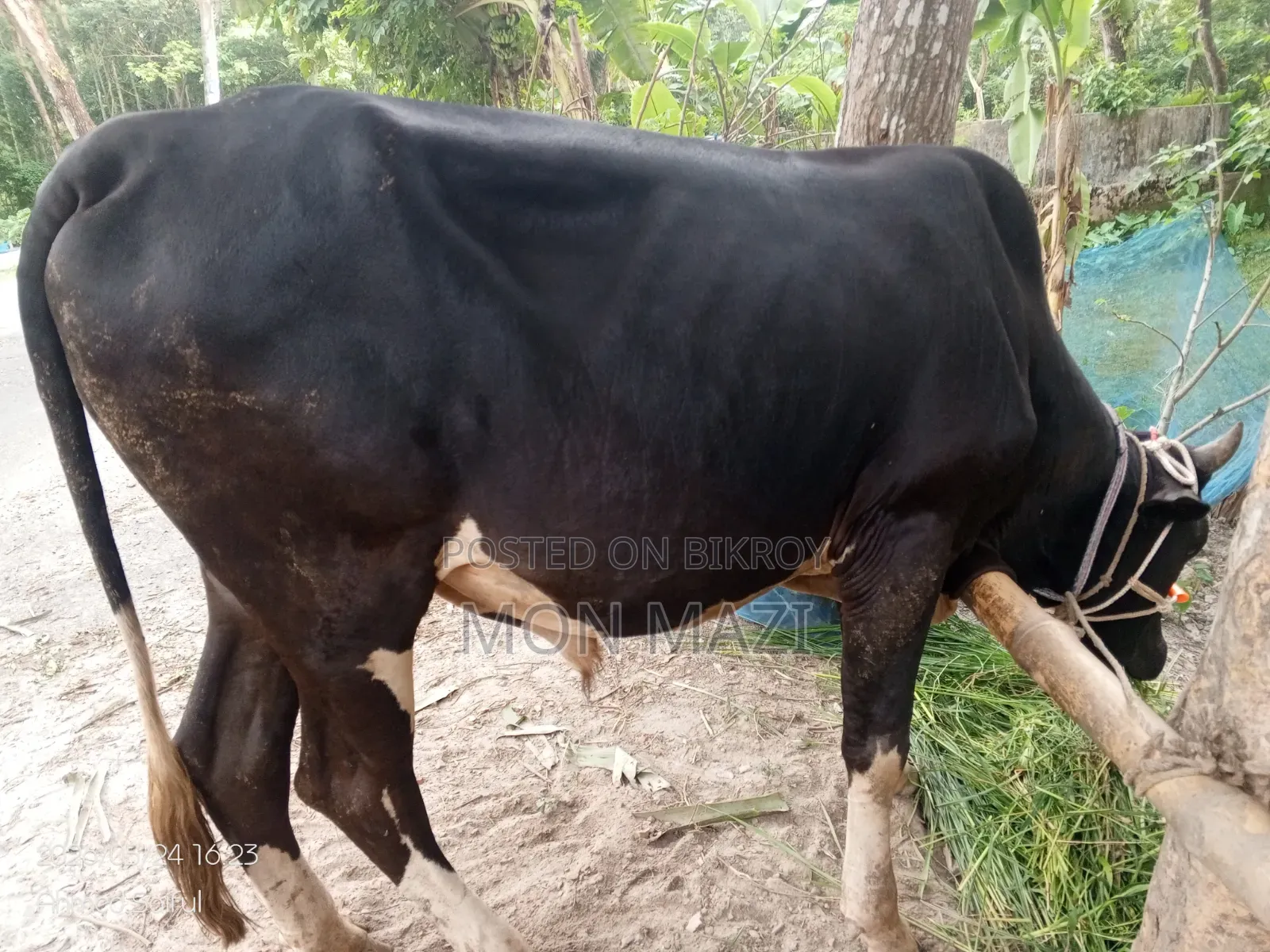 একদম দেশি আস্তালের গরু