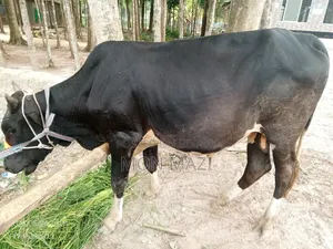 একদম দেশি আস্তালের গরু