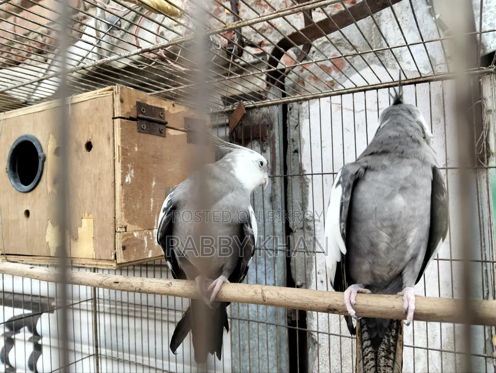 পাখী ককাটেল