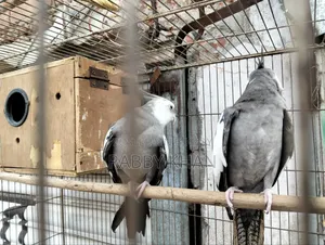 পাখী ককাটেল