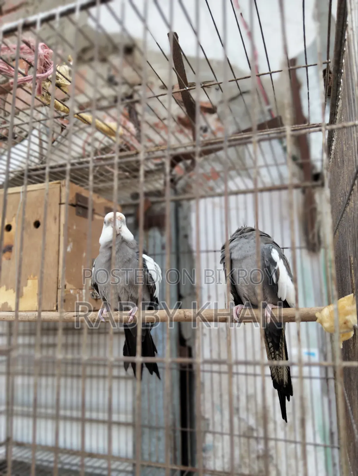 পাখী ককাটেল