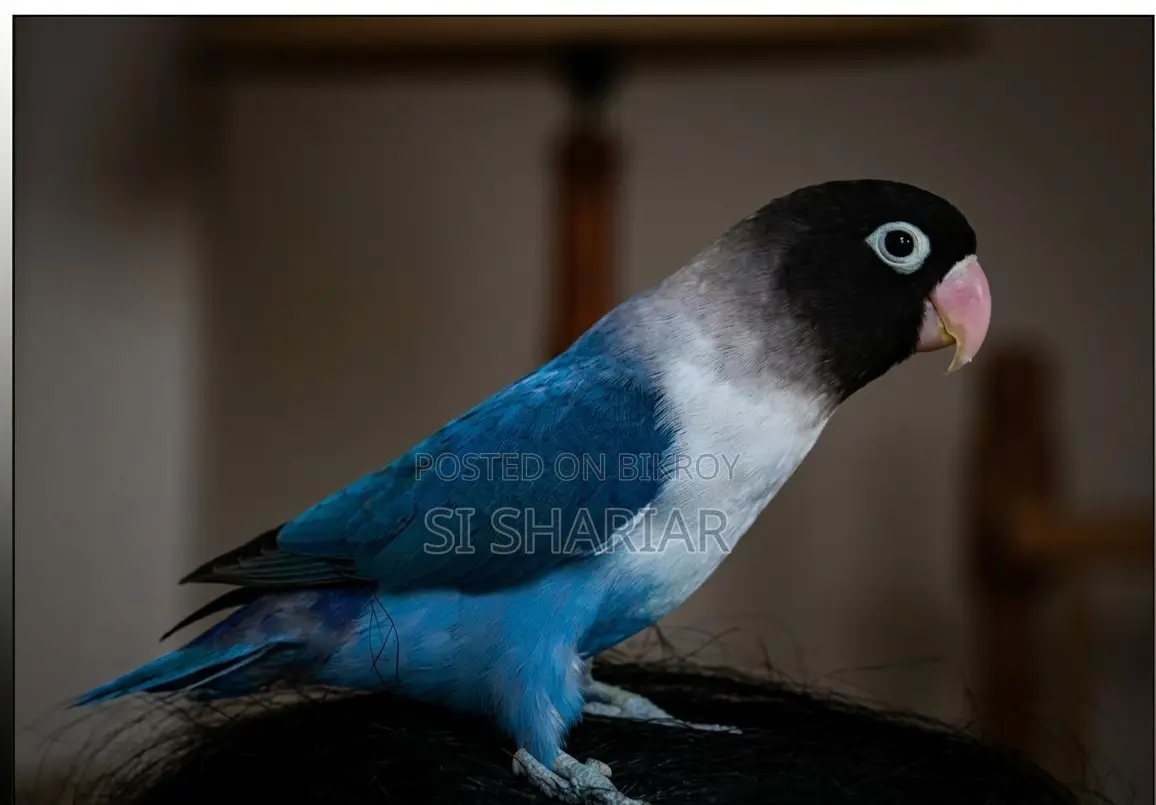 Violate Black Head Love Bird Baby for Sale