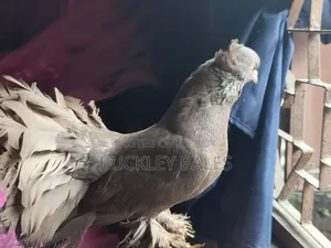কবুতর / ঘুঘু বিক্রয়