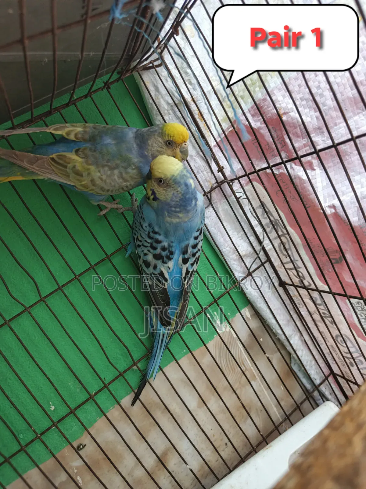 Budgerigar Bird Rainbow